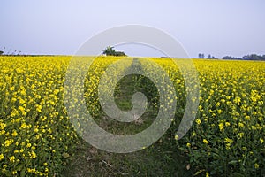 Rural dirt road through the rapeseed field with the blue sky background