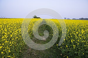 Rural dirt road through the rapeseed field with the blue sky background