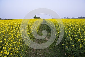 Rural dirt road through the rapeseed field with the blue sky background