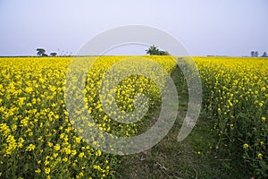 Rural dirt road through the rapeseed field with the blue sky background