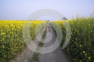 Rural dirt road through the rapeseed field with the blue sky background