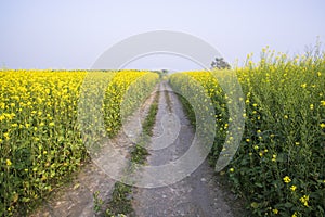 Rural dirt road through the rapeseed field with the blue sky background