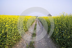 Rural dirt road through the rapeseed field with the blue sky background