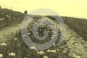 Rural dirt road to the hill among blooming flowers. Summer landscape of the steppe. Photo