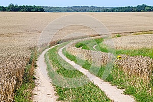 Rural dirt road in a wheat field