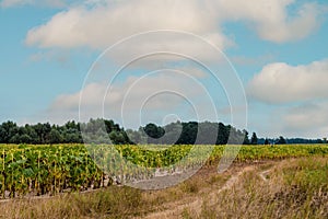 Rural country road near the edge of a corn field