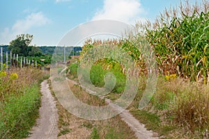 Rural country road near the edge of a corn field