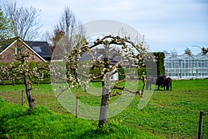 Rural Dutch landscape with green pasture, horses and farms in Gelderland