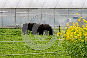 Rural Dutch landscape with green pasture, horses and farms in Gelderland