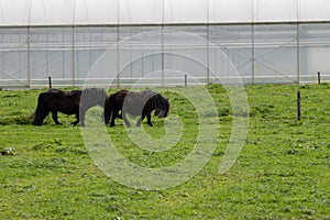 Rural Dutch landscape with green pasture, horses and farms in Gelderland photo