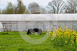 Rural Dutch landscape with green pasture, horses and farms in Gelderland photo