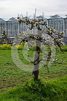 Rural Dutch landscape with green pasture, pear tree in blossom and farms in Gelderland