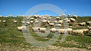 Rural economy. Sheep and breeding. Videoclip