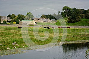 Rural England. River scene with livestock grazing.