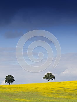 Rural English Landscape