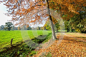 Rural fall landscape with colored leaves and green meadow