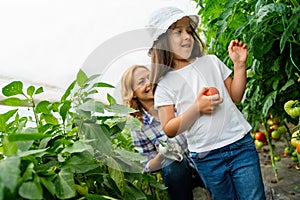 Rural family pick organically tomatoes in garden. Little girl helping her mother in the garden.