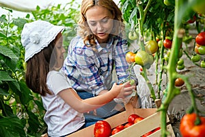 Rural family pick organically tomatoes in garden. Little girl helping her mother in the garden.