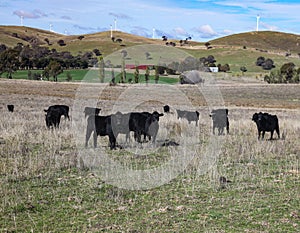 Rural farm with cattle and wind farm in background