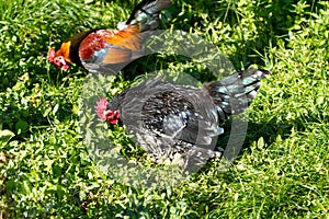 Rural farm. Decorative hens in the poultry yard. In colorful plumage