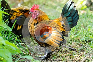 Rural farm. Decorative hens in the poultry yard. In colorful plumage