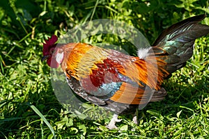 Rural farm. Decorative hens in the poultry yard. In colorful plumage