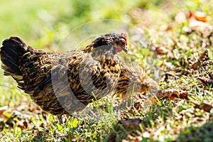 Rural farm. Decorative hens in the poultry yard. In colorful plumage