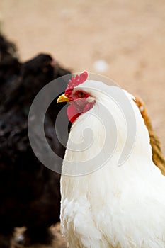 Rural farm. Decorative hens in the poultry yard. In colorful plumage