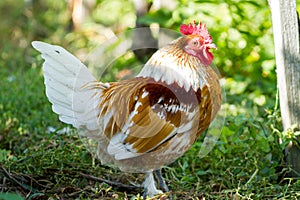 Rural farm. Decorative hens in the poultry yard. In colorful plumage