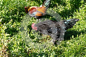 Rural farm. Decorative hens in the poultry yard. In colorful plumage