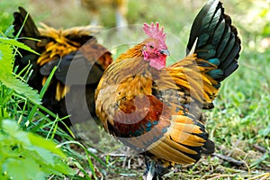 Rural farm. Decorative hens in the poultry yard. In colorful plumage