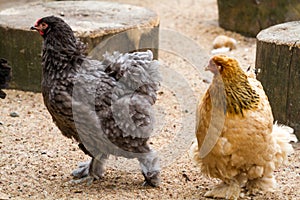 Rural farm. Decorative hens in the poultry yard. In colorful plumage