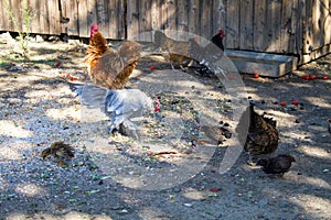 Rural farm. Decorative hens in the poultry yard. In colorful plumage
