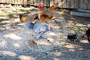 Rural farm. Decorative hens in the poultry yard. In colorful plumage