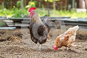 Rural farm. Decorative hens in the poultry yard. In colorful plumage