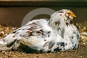 Rural farm. Decorative hens in the poultry yard. In colorful plumage