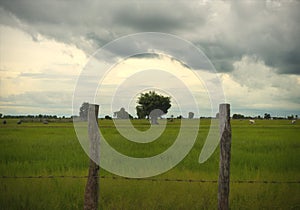 Rural farm field and lone tree in Siem Reap Cambodia