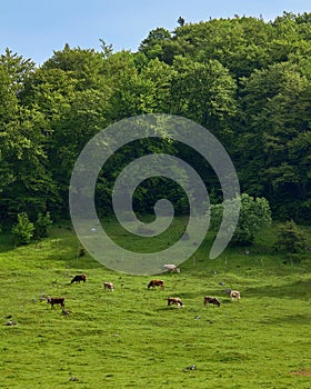 Rural farm landscape with a green field, cows, and forest. Grass, natural