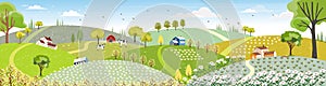 Rural farm landscape with green fields, farm house, barn, animals cow, blue sky and clouds,  Vector cartoon Spring or Summer