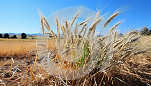 Rural farm meadow, yellow wheat growth, blue sky, green grass generated by AI