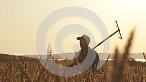 A rural farmer walks slowly through a wheat field. Morning or evening