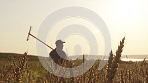 A rural farmer walks slowly through a wheat field. Morning or evening