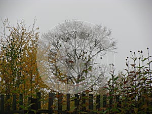 Rural fence among bushes on a tree background