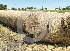 Rural Field with bales of straw at farm