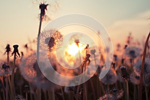 Rural field and dandelion