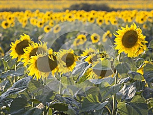 Rural field with flowering sunflowers