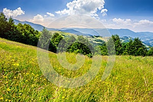 Rural field near forest at hillside