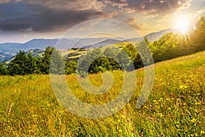 Rural field near forest at hillside at sunset