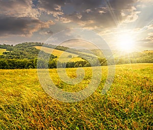 Rural field near forest at hillside at sunset