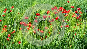 Rural field with poppy flowers on the wind on natural green sunny background.